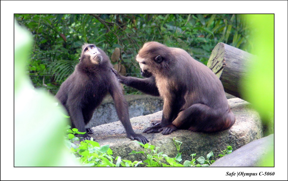 2005 - 06 - Zoo 115.JPG